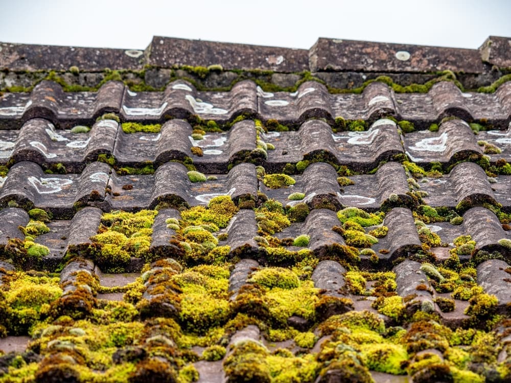 How to Remove Moss From Roof Tiles Safely and Effectively